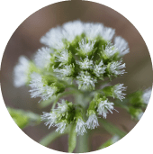 Compounds for Improved Immune Response Butterbur